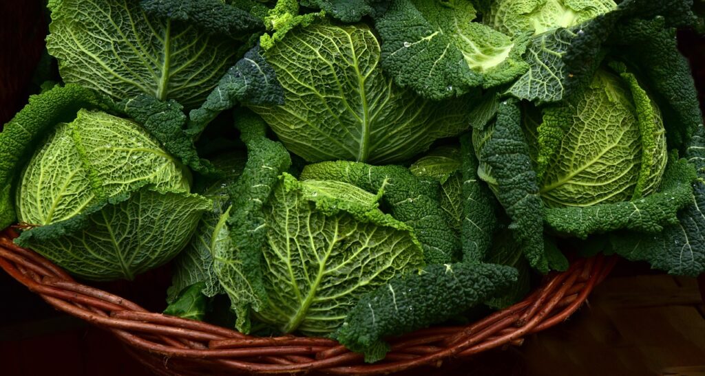 savoy cabbage, vegetables, leafy greens, close up, brassica oleracea, winter vegetables, vegetables, leafy greens, leafy greens, leafy greens, leafy greens, leafy greens